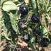Tomate Black Beauty - WhatsApp Image 2025-12-30 at 11.20.05 AM (2).jpeg