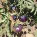 Tomate Black Beauty - WhatsApp Image 2025-12-30 at 11.20.05 AM (1).jpeg