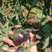 Tomate Black Beauty - WhatsApp Image 2025-12-30 at 11.20.05 AM.jpeg