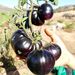 Tomate Black Beauty - WhatsApp Image 2026-05-13 at 20.15.14.jpeg