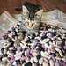 Poroto Pallar Mix - WhatsApp Image 2026-06-29 at 8.57.12 AM.jpeg