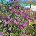 ALHELÍ ROSADO - WhatsApp Image 2026-07-09 at 5.53.08 AM.jpeg.jpg