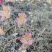 ALSTROEMERIA MIX - WhatsApp Image 2026-05-18 at 18.29.45.jpeg