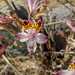 ALSTROEMERIA MIX - WhatsApp Image 2026-04-20 at 17.33.18.jpeg