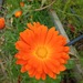 CALÉNDULA NARANJA - IMG_20250808_123834 (1).jpg.jpg