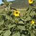 MARAVILLA NEGRA - WhatsApp Image 2026-05-26 at 10.54.39 (1).jpeg
