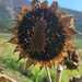 MARAVILLA NEGRA - WhatsApp Image 2026-03-26 at 08.25.29 (2) (1).jpeg