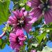 MALVA ARBOREA - Copia de malva dea.jpeg