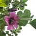 MALVA ARBOREA - Copia de malvagigantevale2.jpg