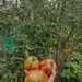 TOMATE MUSHROOM BASKET - WhatsApp Image 2026-02-02 at 13.23.58.jpeg