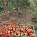 TOMATE MUSHROOM BASKET - WhatsApp Image 2026-02-02 at 13.23.57.jpeg