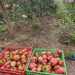 TOMATE MUSHROOM BASKET - WhatsApp Image 2026-02-02 at 13.23.57 (1).jpeg