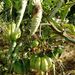 TOMATE MUSHROOM BASKET - WhatsApp Image 2026-01-12 at 8.17.41 PM.jpeg