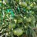 TOMATE MUSHROOM BASKET - WhatsApp Image 2026-01-12 at 8.17.14 PM.jpeg