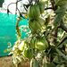 TOMATE MUSHROOM BASKET - WhatsApp Image 2026-01-12 at 8.16.58 PM.jpeg