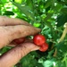TOMATE TENCA ROJO - Copia de TMT-CM-21 (1).jpg