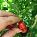 TOMATE TENCA ROJO - Copia de Tomate tenca CM.jpeg