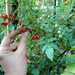 TOMATE TENCA ROJO - Copia de tomate tenca.jpg