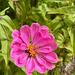 ZINNIAS MIX - WhatsApp Image 2026-07-23 at 14.30.40 (1).jpeg