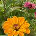 ZINNIAS MIX - WhatsApp Image 2026-07-23 at 14.30.40 (3).jpeg