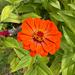 ZINNIAS MIX - WhatsApp Image 2026-07-23 at 14.30.40 (2).jpeg