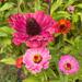 ZINNIAS MIX - WhatsApp Image 2026-07-23 at 14.30.39 (3).jpeg