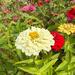 ZINNIAS MIX - WhatsApp Image 2026-07-23 at 14.30.39 (1).jpeg
