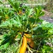 ZUCCHINI SOLARA - WhatsApp Image 2026-07-27 at 9.34.45 AM(1).jpeg