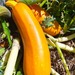 ZUCCHINI SOLARA - WhatsApp Image 2026-07-27 at 9.34.49 AM(1).jpeg