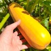 ZUCCHINI SOLARA - WhatsApp Image 2026-07-27 at 9.34.49 AM.jpeg