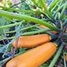 ZUCCHINI SOLARA - WhatsApp Image 2026-07-27 at 9.34.45 AM.jpeg