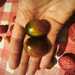 TOMATE DE RACIMO MIX - WhatsApp Image 2026-07-27 at 12.30.18 PM.jpeg
