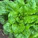 LECHUGA WITTE DUNZEL - WhatsApp Image 2026-07-23 at 14.53.15 (2).jpeg