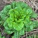 LECHUGA WITTE DUNZEL - WhatsApp Image 2026-07-23 at 14.53.15 (3).jpeg