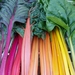 ACELGA ARCOIRIS - WhatsApp Image 2026-07-27 at 1.00.05 PM.jpeg