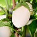 BERENJENA WHITE EGG - WhatsApp Image 2026-07-24 at 9.25.04 AM.jpeg