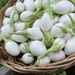 BERENJENA WHITE EGG - WhatsApp Image 2026-07-24 at 9.25.05 AM(1).jpeg