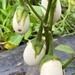 BERENJENA WHITE EGG - WhatsApp Image 2026-07-24 at 9.25.05 AM.jpeg