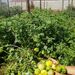 TOMATE DE MILPA - WhatsApp Image 2026-07-28 at 7.39.40 AM.jpeg