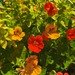 CAPUCHINA MIX - WhatsApp Image 2026-07-28 at 7.44.42 AM(1).jpeg