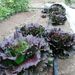 LECHUGA ICEBERG DIAVOLETTA - WhatsApp Image 2026-05-18 at 18.21.40.jpeg