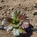 LECHUGA ICEBERG DIAVOLETTA - WhatsApp Image 2025-12-15 at 9.08.02 AM (1).jpeg