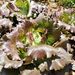 LECHUGA ICEBERG DIAVOLETTA - WhatsApp Image 2026-05-18 at 18.23.29.jpeg