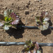 LECHUGA ICEBERG DIAVOLETTA - WhatsApp Image 2025-12-15 at 9.08.02 AM.jpeg.jpg