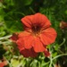 CAPUCHINA MIX - WhatsApp Image 2026-07-28 at 7.49.55 AM.jpeg