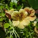 CAPUCHINA MIX - WhatsApp Image 2026-07-28 at 7.49.52 AM.jpeg