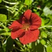 CAPUCHINA MIX - WhatsApp Image 2026-07-28 at 7.49.54 AM.jpeg