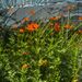 COSMOS NARANJA - WhatsApp Image 2025-07-14 at 8.02.19 AM.jpeg