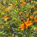 COSMOS NARANJA - WhatsApp Image 2025-07-14 at 8.02.19 AM (1).jpeg