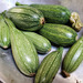 ZAPALLO ITALIANO ORGÁNICO - Copia de zucchinis JC (1).jpg